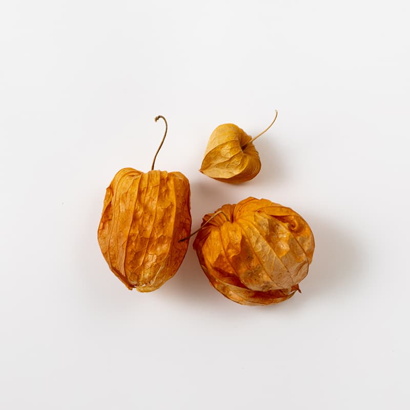 DRY GROUND CHERRY