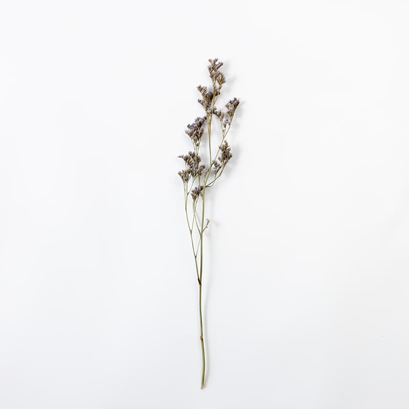 DRY LAVENDER