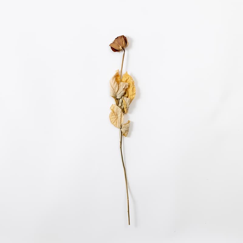DRY ROSE