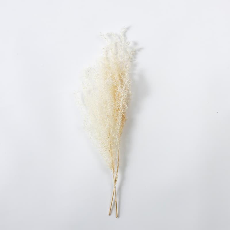 DRY PAMPAS GRASS
