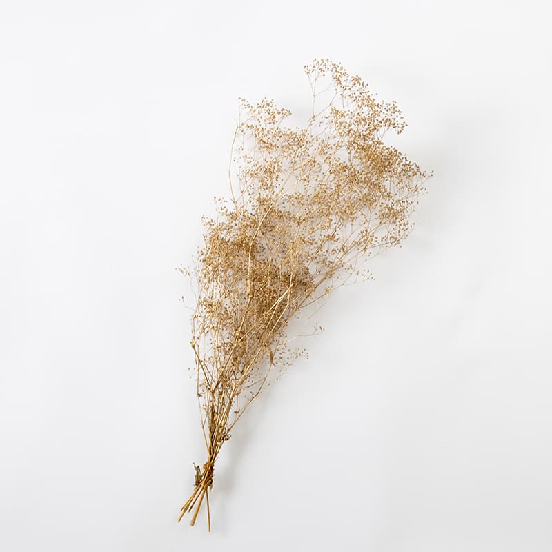 DRY GYPSOPHILIA